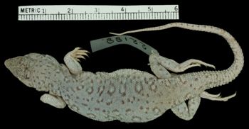 Media type: image;   Herpetology R-22188 Aspect: dorsal